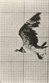 Plate 764 Fish hawk flying — figure reference